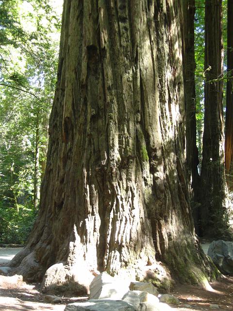 Bolan Mt & Redwoods-148.JPG - Howland Hill Road
